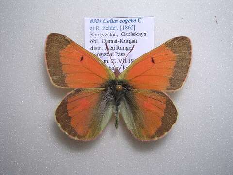 Colias eogene Felder & Felder 1865的圖片