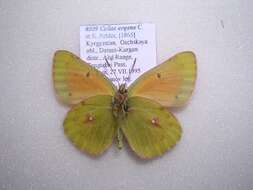 Image of Colias eogene Felder & Felder 1865