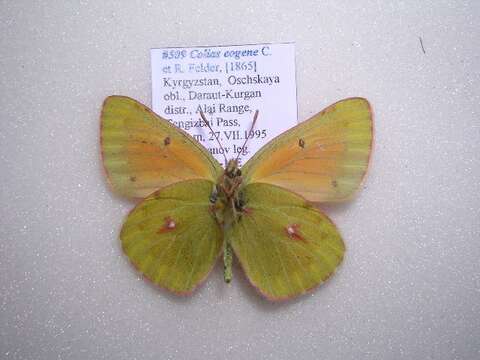 Colias eogene Felder & Felder 1865的圖片