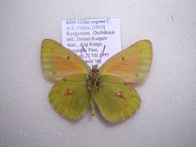 Image of Colias eogene Felder & Felder 1865