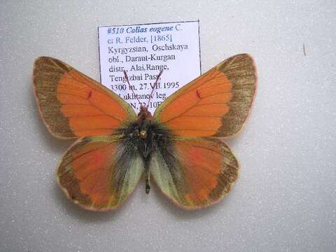 Image of Colias eogene Felder & Felder 1865