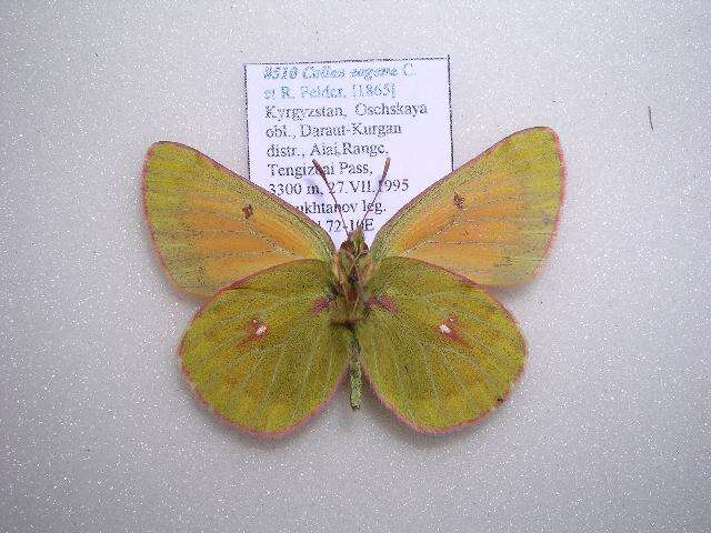 Image of Colias eogene Felder & Felder 1865