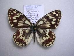 Image of Melanargia parce Staudinger 1882