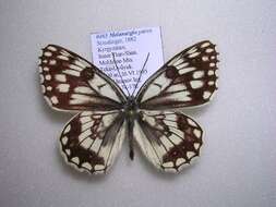 Image of Melanargia parce Staudinger 1882