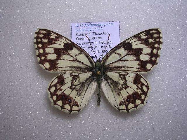 Image of Melanargia parce Staudinger 1882