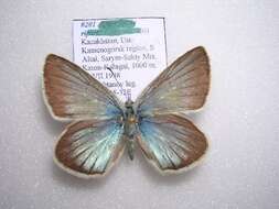 Image of <i>Polyommatus damon mongolensis</i>