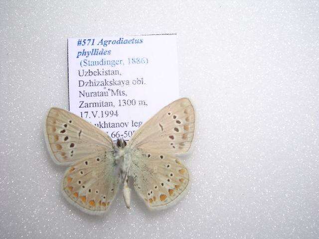 Image of <i>Polyommatus phyllides</i>