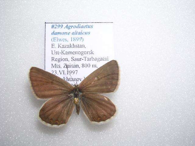 Слика од <i>Polyommatus damone altaicus</i>