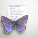 Polyommatus actinides (Staudinger 1886) resmi