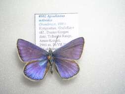 Polyommatus actinides (Staudinger 1886) resmi