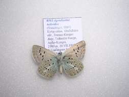 Polyommatus actinides (Staudinger 1886) resmi