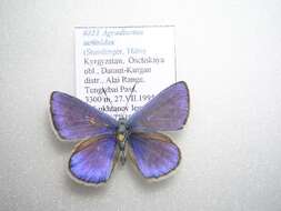 Polyommatus actinides (Staudinger 1886) resmi