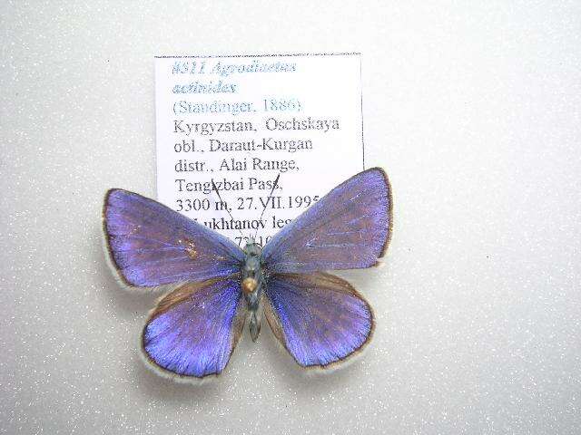 Polyommatus actinides (Staudinger 1886) resmi