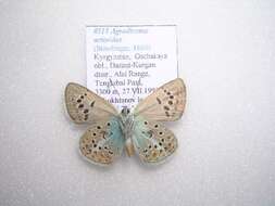 Polyommatus actinides (Staudinger 1886) resmi