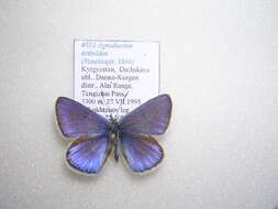 Polyommatus actinides (Staudinger 1886) resmi