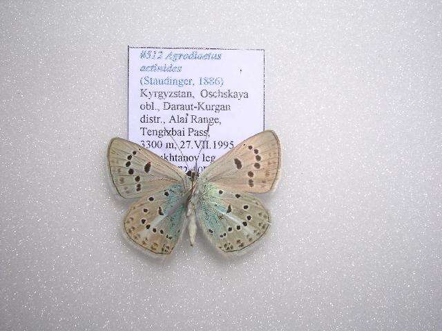 Polyommatus actinides (Staudinger 1886) resmi