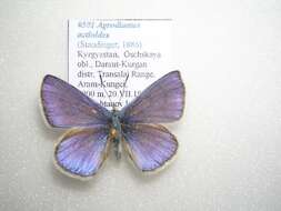 Polyommatus actinides (Staudinger 1886) resmi