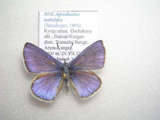 Polyommatus actinides (Staudinger 1886) resmi