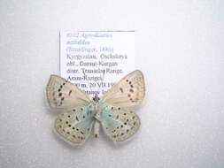 Polyommatus actinides (Staudinger 1886) resmi