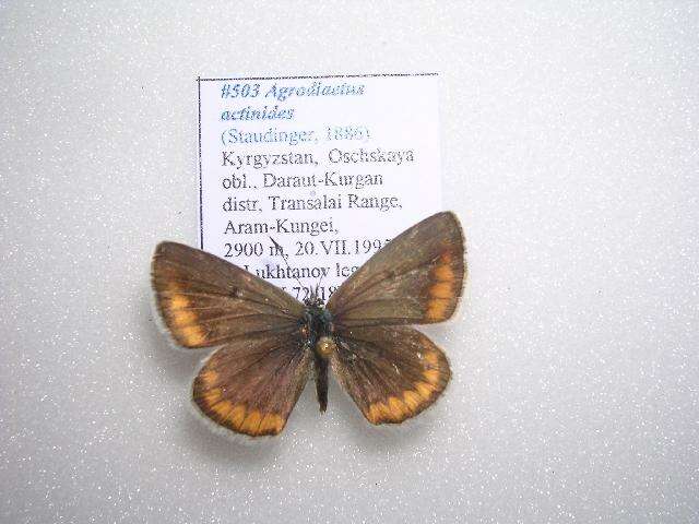 Polyommatus actinides (Staudinger 1886) resmi