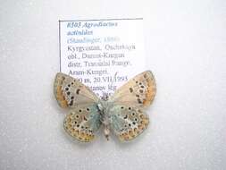 Polyommatus actinides (Staudinger 1886) resmi