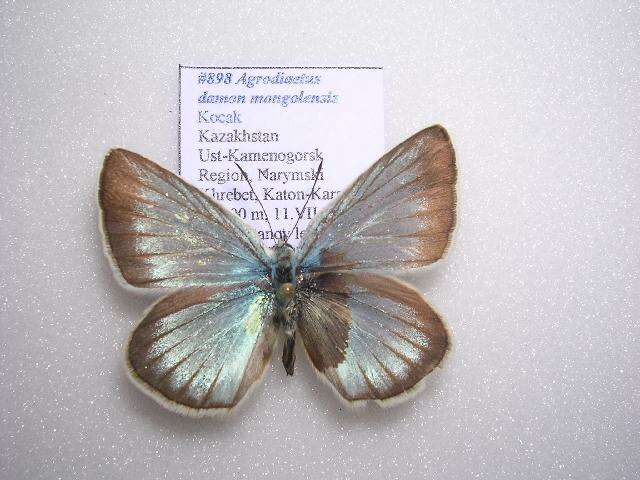 Image of <i>Polyommatus damon mongolensis</i>