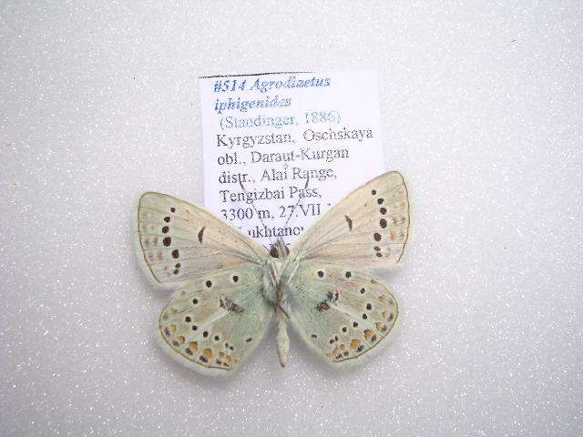 Image of <i>Polyommatus iphigenides</i>