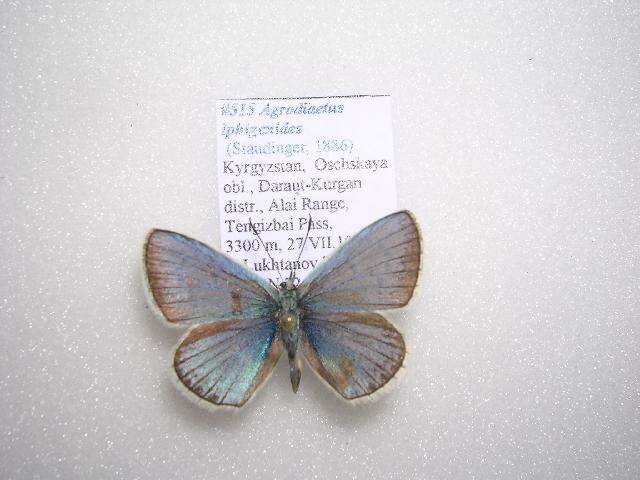 Image of <i>Polyommatus iphigenides</i>