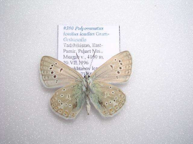 Image of <i>Polyommatus <i>icadius</i></i> icadius