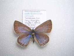 Image of <i>Polyommatus <i>icadius</i></i> icadius