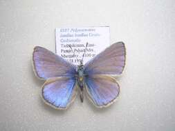 Image of <i>Polyommatus <i>icadius</i></i> icadius