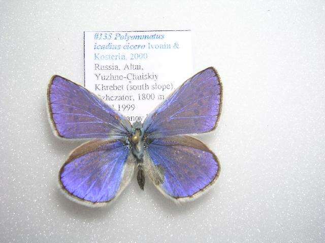 <i>Polyommatus icadius cicero</i> resmi