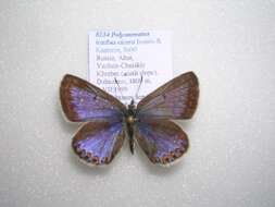 <i>Polyommatus icadius cicero</i> resmi