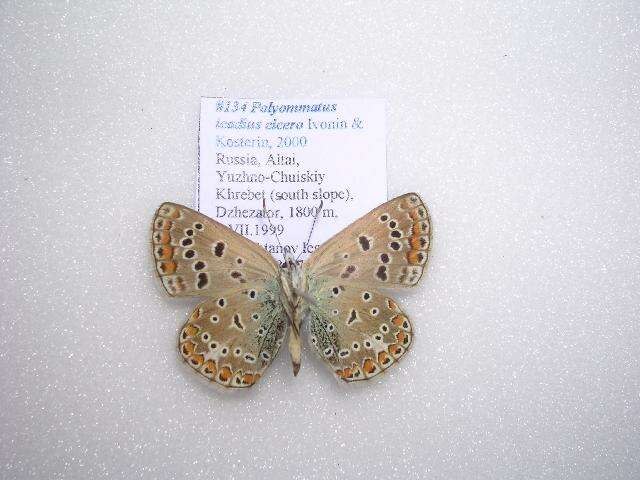 <i>Polyommatus icadius cicero</i> resmi