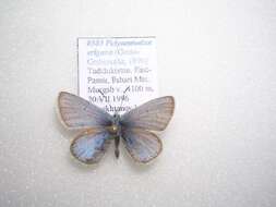 Polyommatus erigone (Grose-Smith 1890) resmi