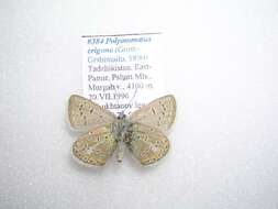 Polyommatus erigone (Grose-Smith 1890) resmi