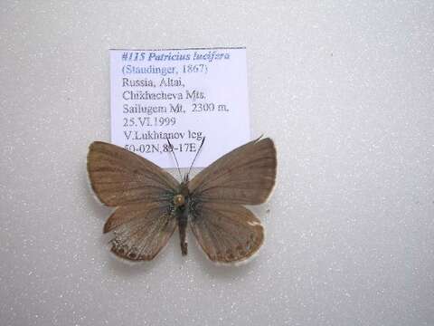 <i>Patricius lucifera</i> resmi