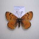 Image de Melitaea athene Staudinger 1881