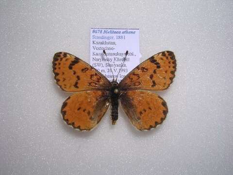 Melitaea athene Staudinger 1881 resmi