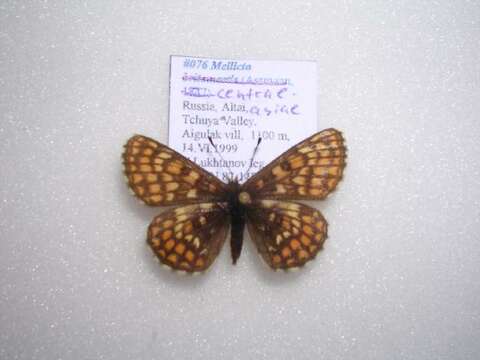 Plancia ëd <i>Melitaea centralasiae</i>