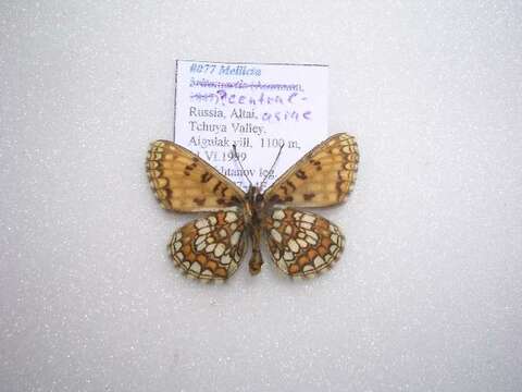 Image of <i>Melitaea centralasiae</i>