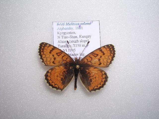 Image of Melitaea turanica Erschoff 1874