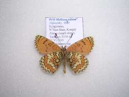 Image of Melitaea turanica Erschoff 1874