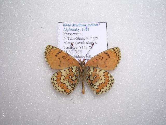 Image of Melitaea turanica Erschoff 1874