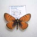 Imagem de Melitaea turanica elisabethae