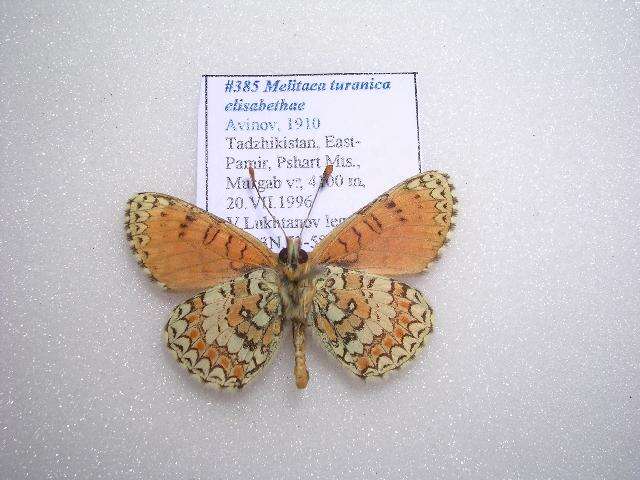 Imagem de Melitaea turanica elisabethae