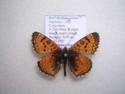 Image of Melitaea turanica Erschoff 1874