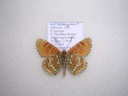 Image of Melitaea turanica Erschoff 1874