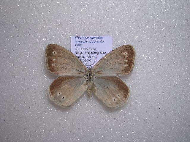 Image de Coenonympha mongolica Alphéraky 1881