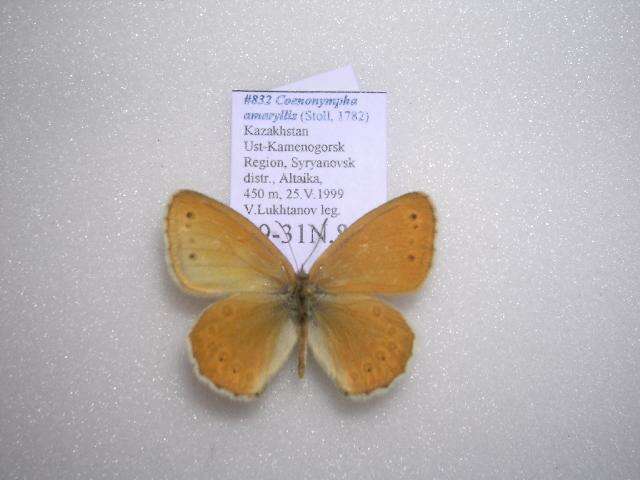 Image of Coenonympha amaryllis Cramer 1782